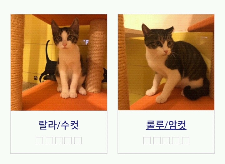 유기동물 입양을 하고 싶은데 아직 준비가 덜 됐어.. 평생 책임 질 준비가 안됐어...그런 당신을 위한 유기동물 대부,대모 후원제도가 있어욥! | 인스티즈