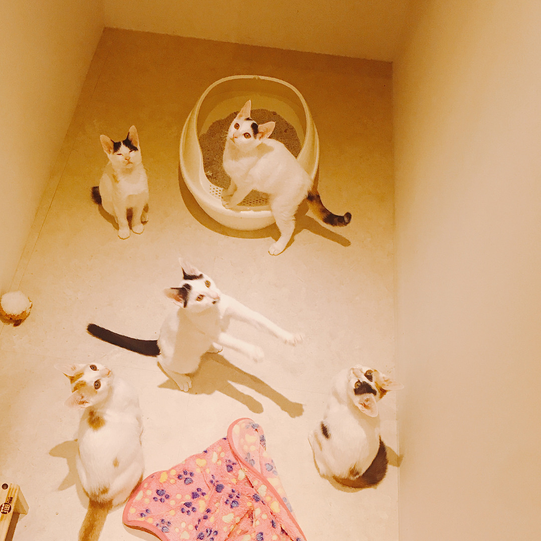 고양이 호텔에 고양이 9마리 유기 | 인스티즈