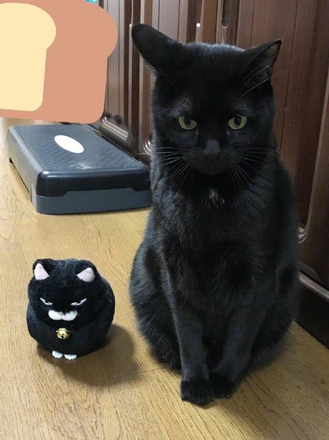 고양이 얼굴변환 | 인스티즈