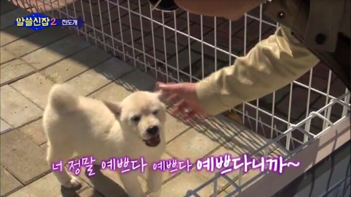 알쓸신잡) 진도의 관광지 + 진도를 유시민이 추천하는 이유 (댕댕이 주의) | 인스티즈