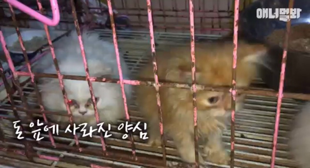 고양이 공장도 없애야됨 | 인스티즈