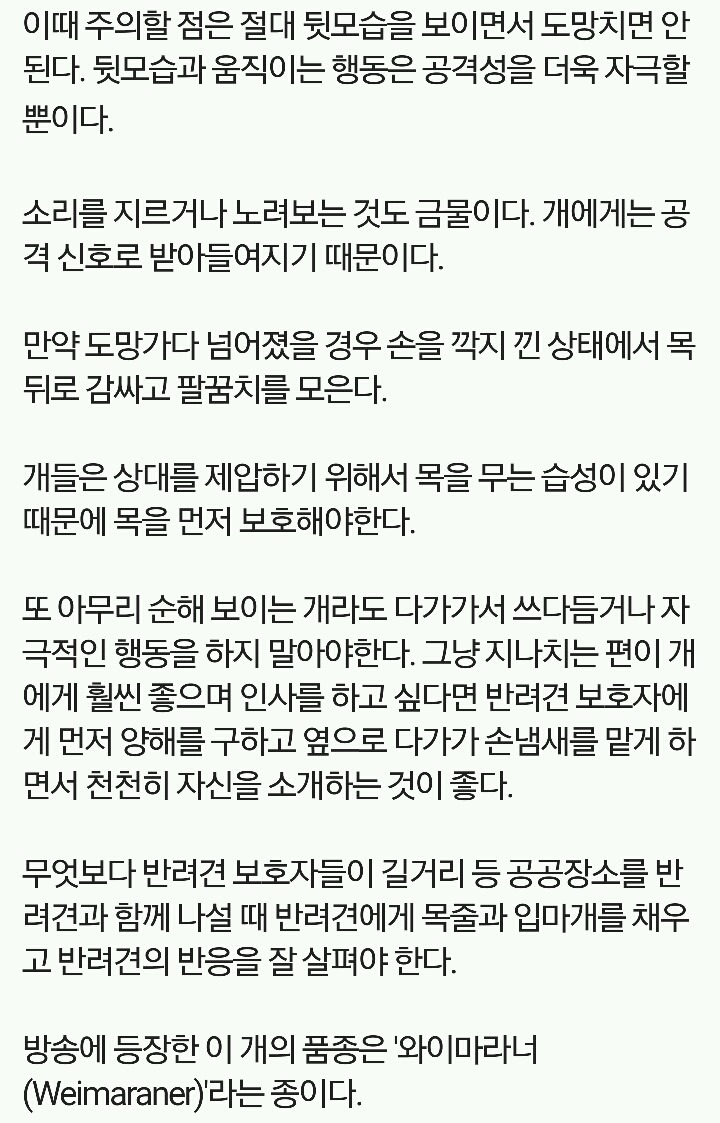 개가 이런 표정을 지으면 조심하세요 | 인스티즈