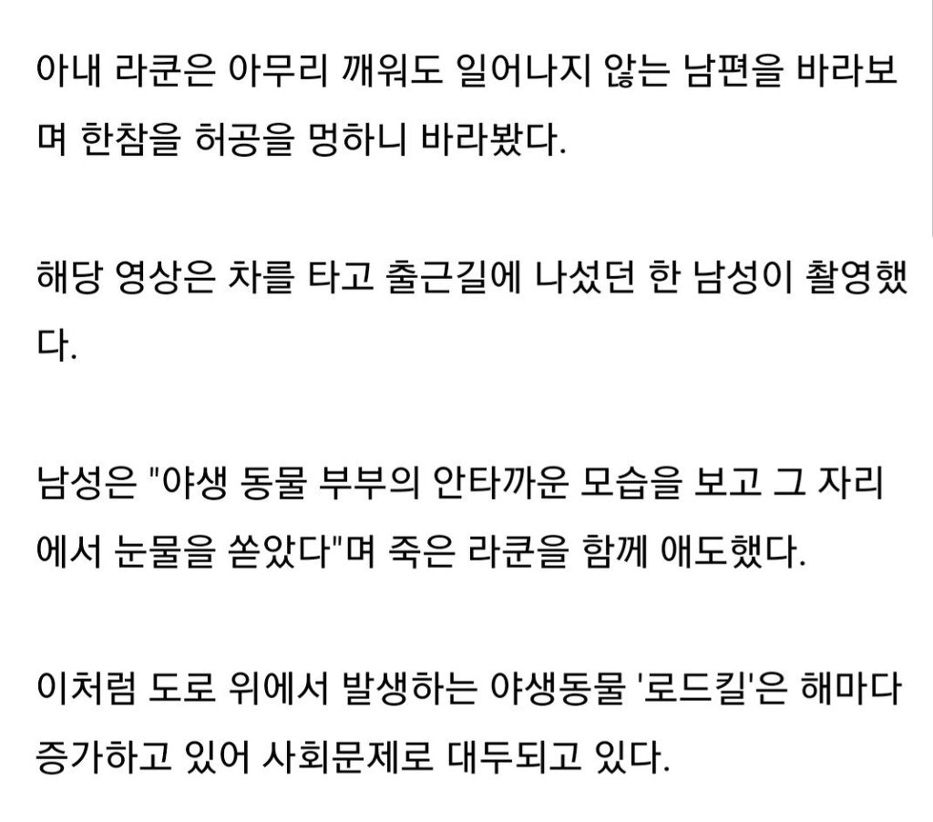 교통사고로 남편 잃어 슬퍼하는 라쿤 | 인스티즈