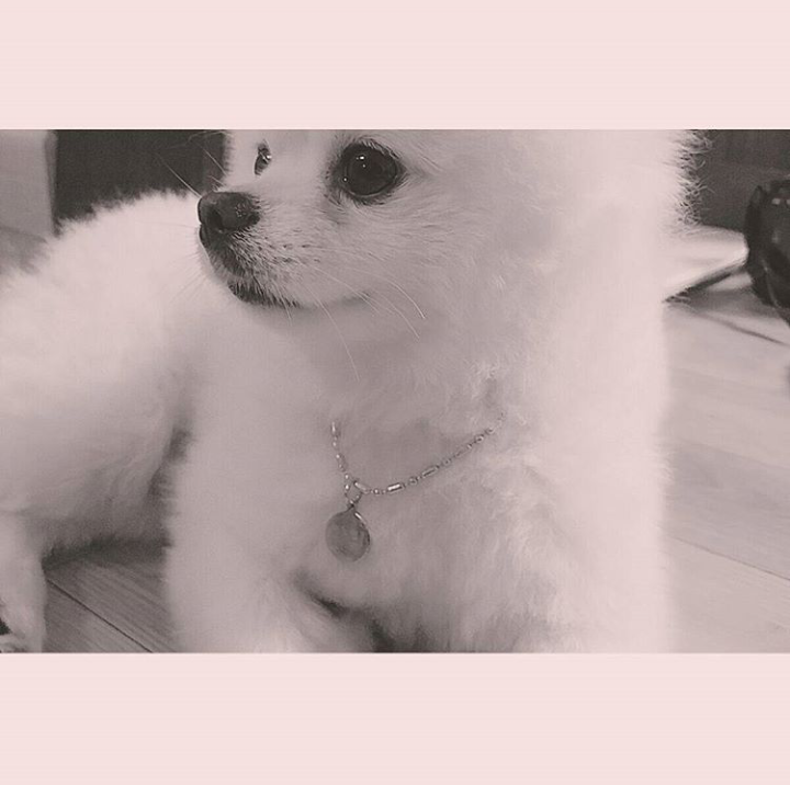 오마이걸 아린이 키우는 강아지 '아리' | 인스티즈