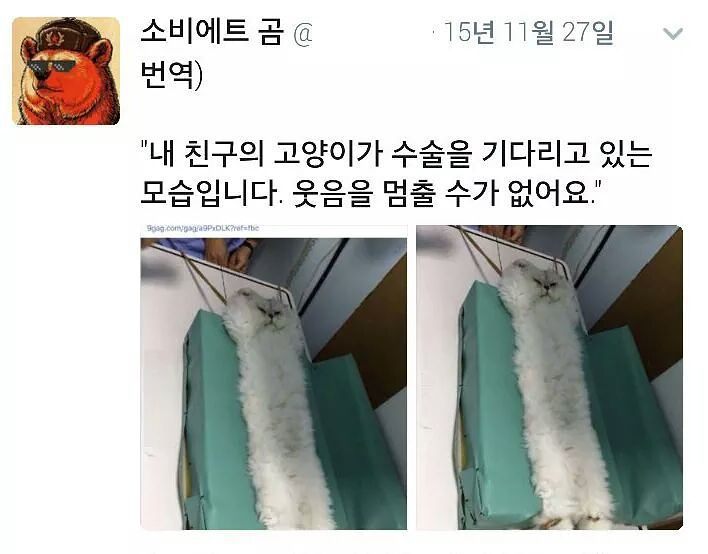 친구의 고양이가 수술한다는데 웃음을 멈출 수가 없다 | 인스티즈