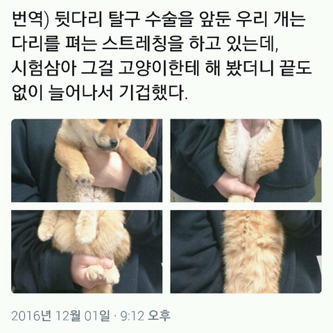 강아지 다리 펴는 스트레칭을 고양이에게 해봤을 때.twt | 인스티즈