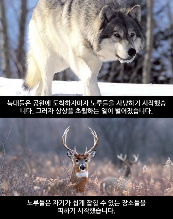 늑대가 생태계에 미치는 영향 | 인스티즈