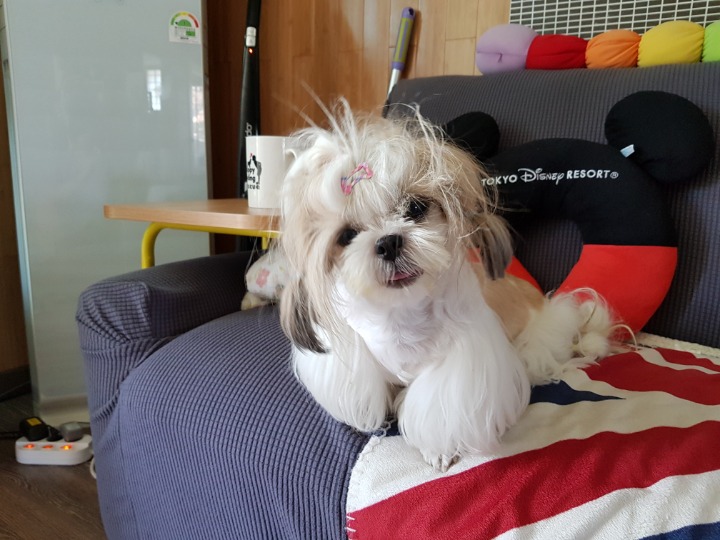 쁨이네 이미지