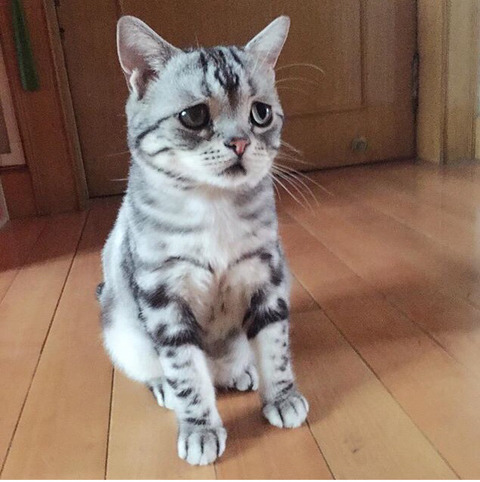 금방이라도 울 것 같은 울상 고양이 루후😿 | 인스티즈