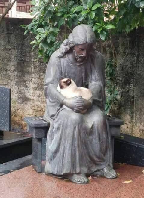 고양이에게 종교란?? | 인스티즈