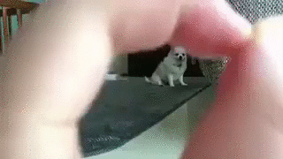 코박죽.GIF | 인스티즈