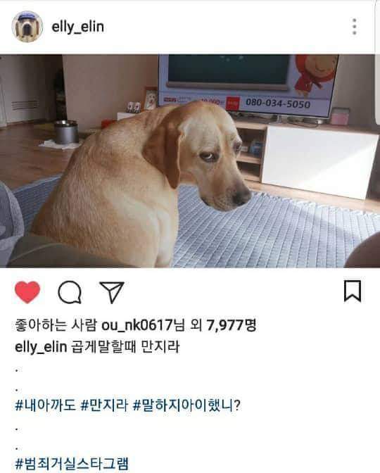 개스타그램 이미지