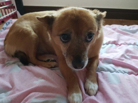 임보집에서 심한 구박받는 강아지 보고가줘..ㅠㅠ 지역어디둔 데려다주신대 | 인스티즈