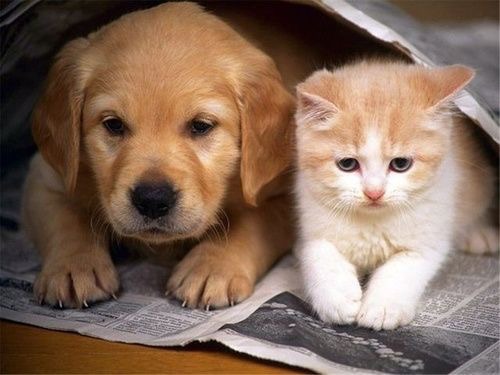 사이좋은 냥이 댕댕이들 | 인스티즈