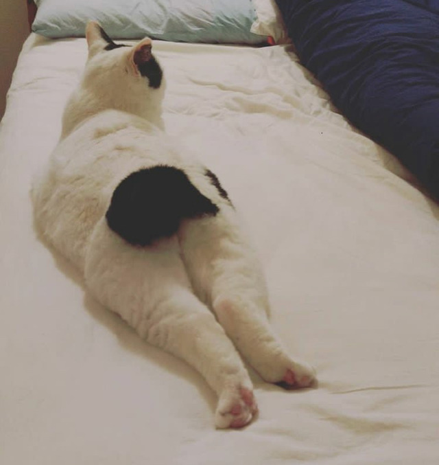 궁디가 까만 고양이 | 인스티즈