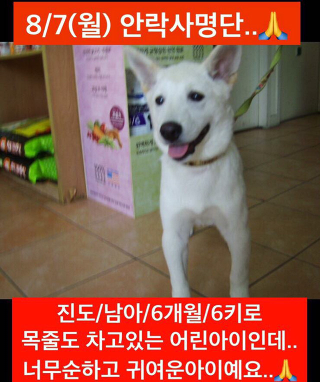 안락사명단 19마리 강아지 고양이 보고가줘..ㅠㅠ | 인스티즈
