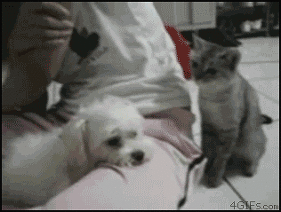 대결을 신청한다.gif | 인스티즈