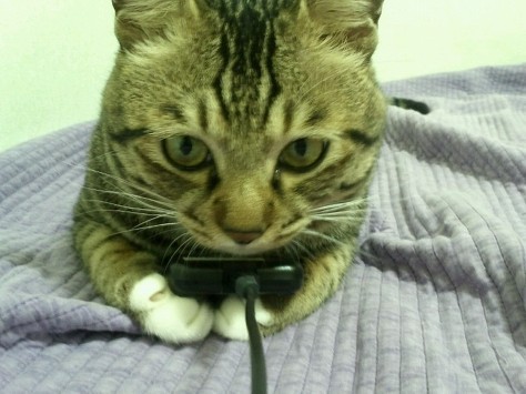 아니?! 세상에 동물말멀이 생겼다니?!! | 인스티즈