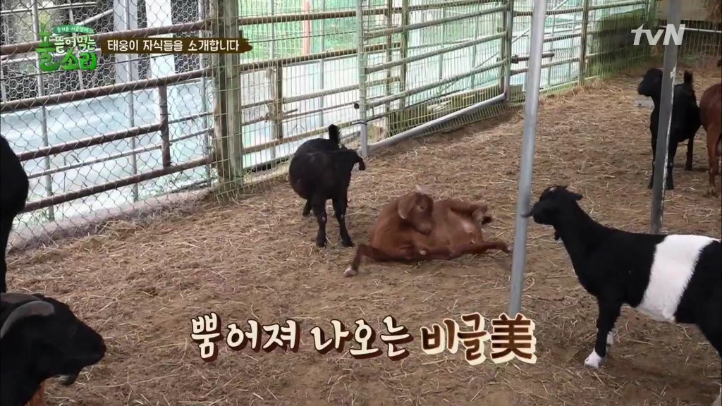 [풀뜯어먹는소리] 닭에서 시작해 소까지 살 수 있게 된 중딩농부 태웅.jpg | 인스티즈