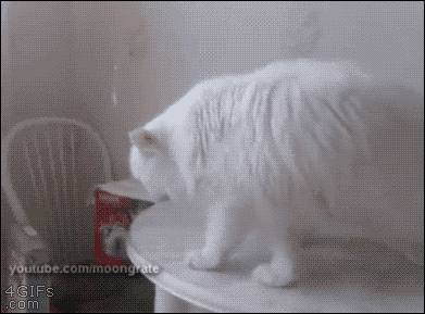 고장난 냥이.gif | 인스티즈