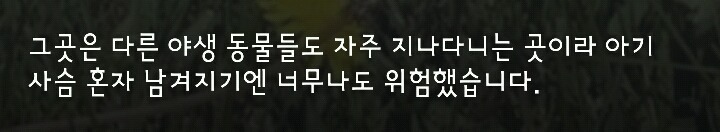 다리 다친 아기사슴을 구해주면 생기는 일 | 인스티즈