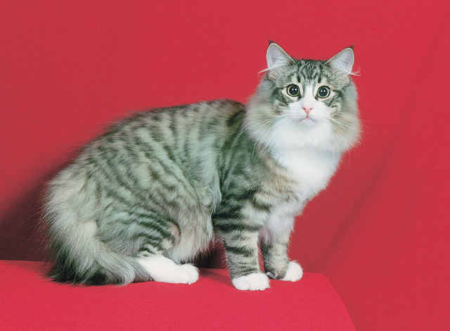 먹잇감이 없자 고양이를 노린 여우 | 인스티즈