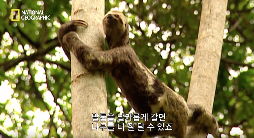 나무늘보 미워하지 않았으면 좋겠는 이유...jpg | 인스티즈