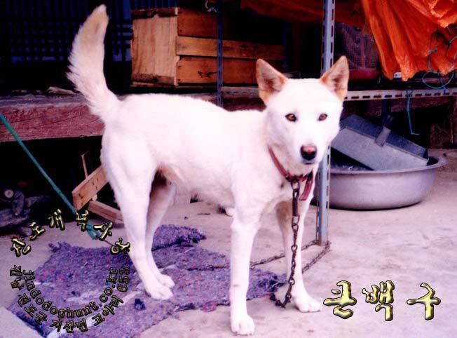 백구 이미지