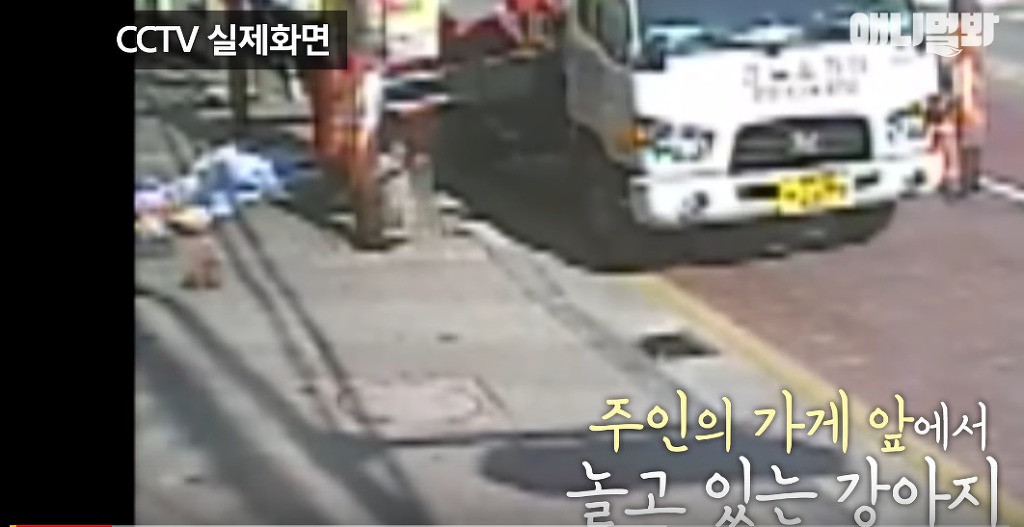 대낮에 남의 개를 납치한 여자 | 인스티즈