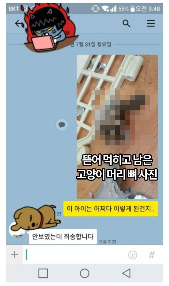 고양이카페 망하자 원룸에 가두고 죽게 만듬 (모자이크 된 사체사진 주의) | 인스티즈
