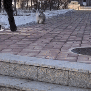 댕댕이 쿵해쪄.gif | 인스티즈