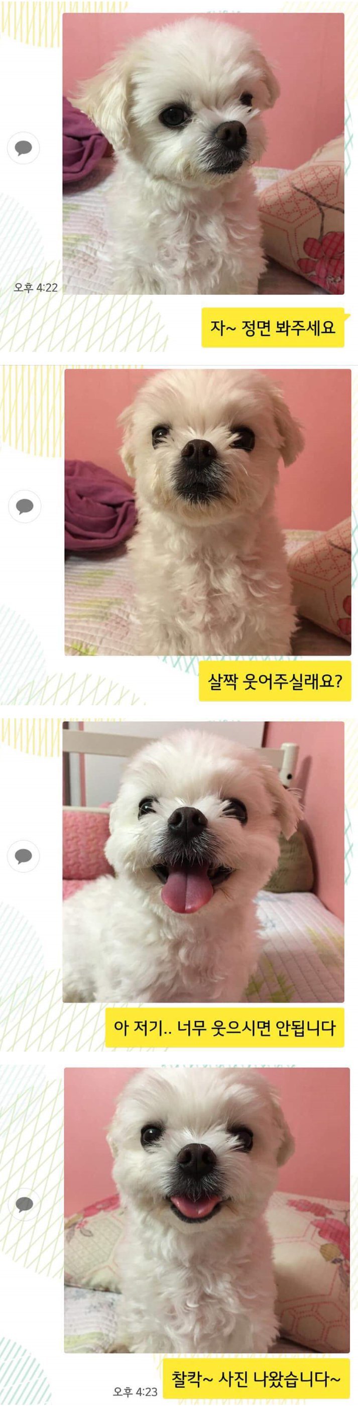 증명사진 찍는 댕댕이 | 인스티즈