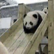팬더 🐼 굴러다니는 게시물 | 인스티즈