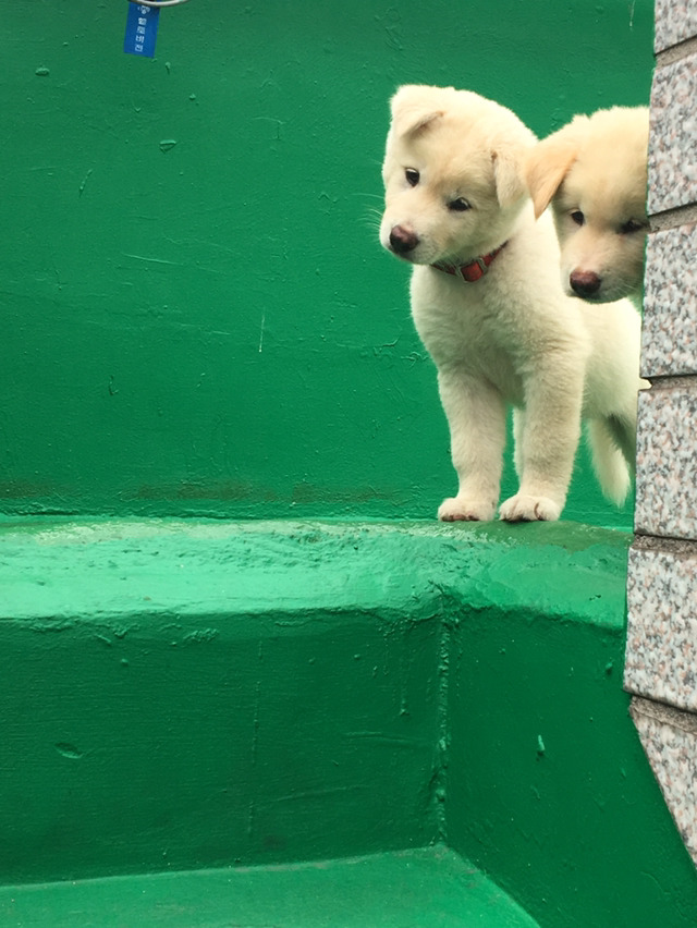 똥강아지 이미지