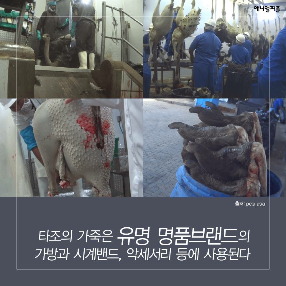 ??? : 아니 ㅅㅂ 말 못하는 강아지를 왜 때려...무슨 죄가 있다고... | 인스티즈