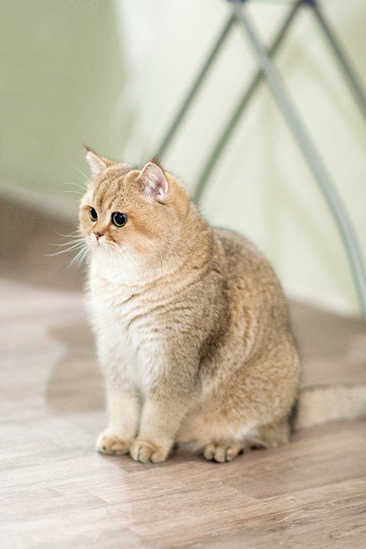 국내에는 거의 없다는 고양이 종류 | 인스티즈