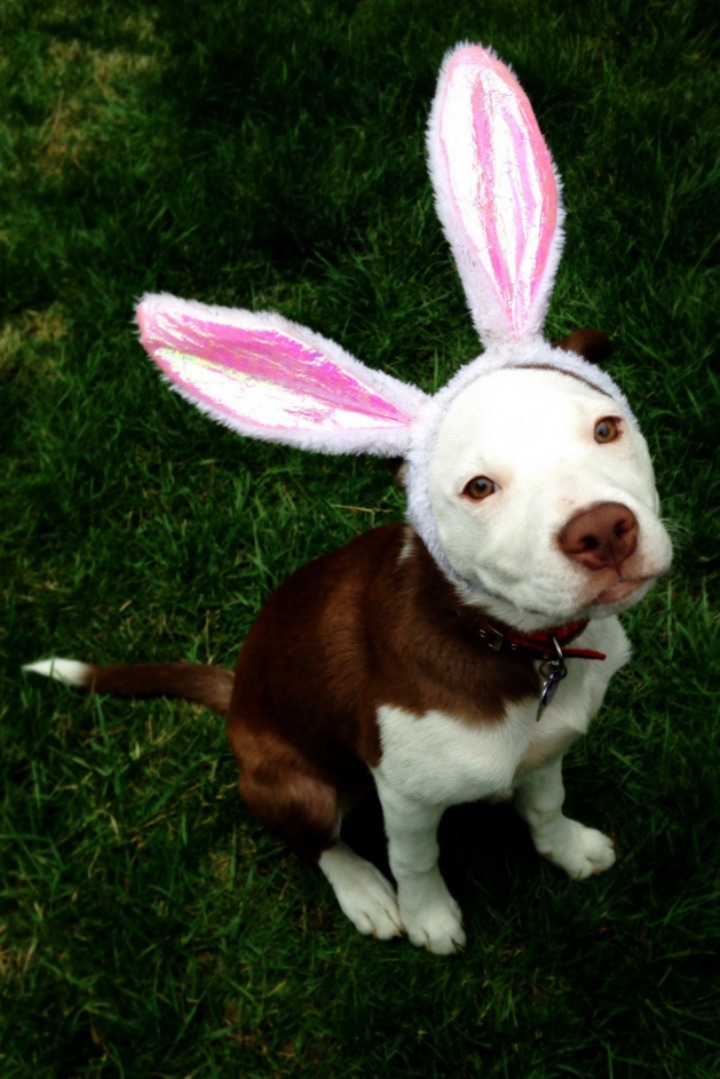 멍뭉이(개들 50) | 인스티즈