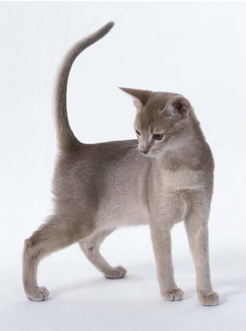 이중에서 가장 키우고 싶은 고양이는? | 인스티즈