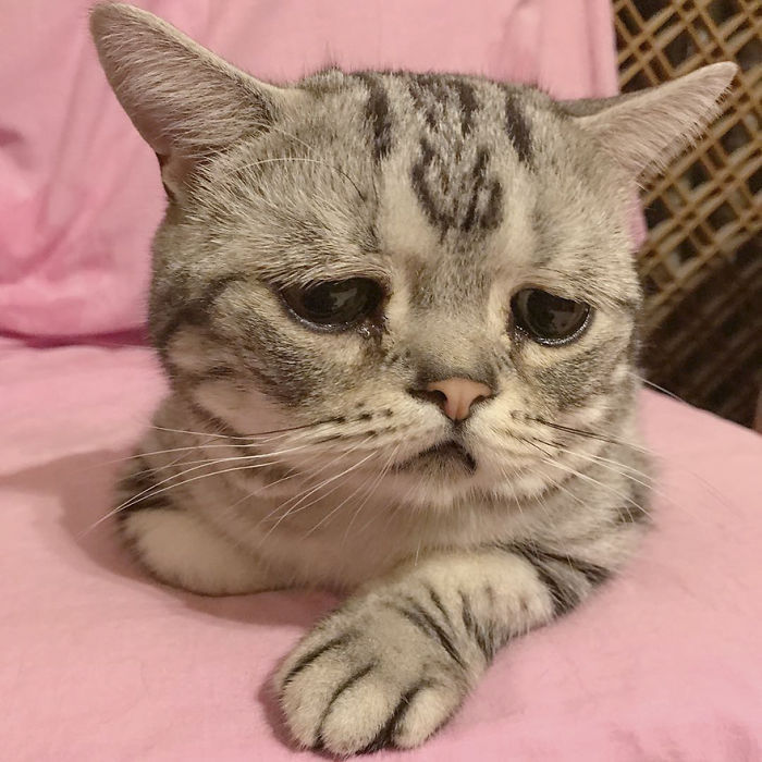 세상에서 가장 슬픈 고양이.jpg | 인스티즈