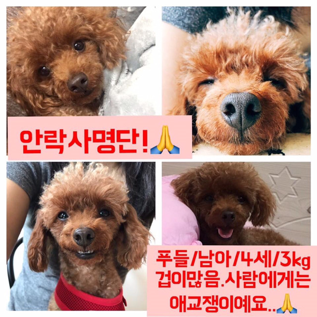 안락사명단 19마리 강아지 고양이 보고가줘..ㅠㅠ | 인스티즈
