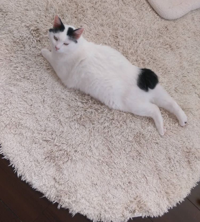 궁디가 까만 고양이 | 인스티즈