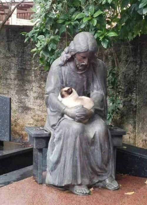 안기고 싶었던 고양이 | 인스티즈