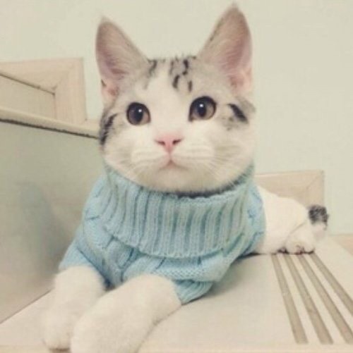 겨울에 많이 입는 니트...jpg | 인스티즈