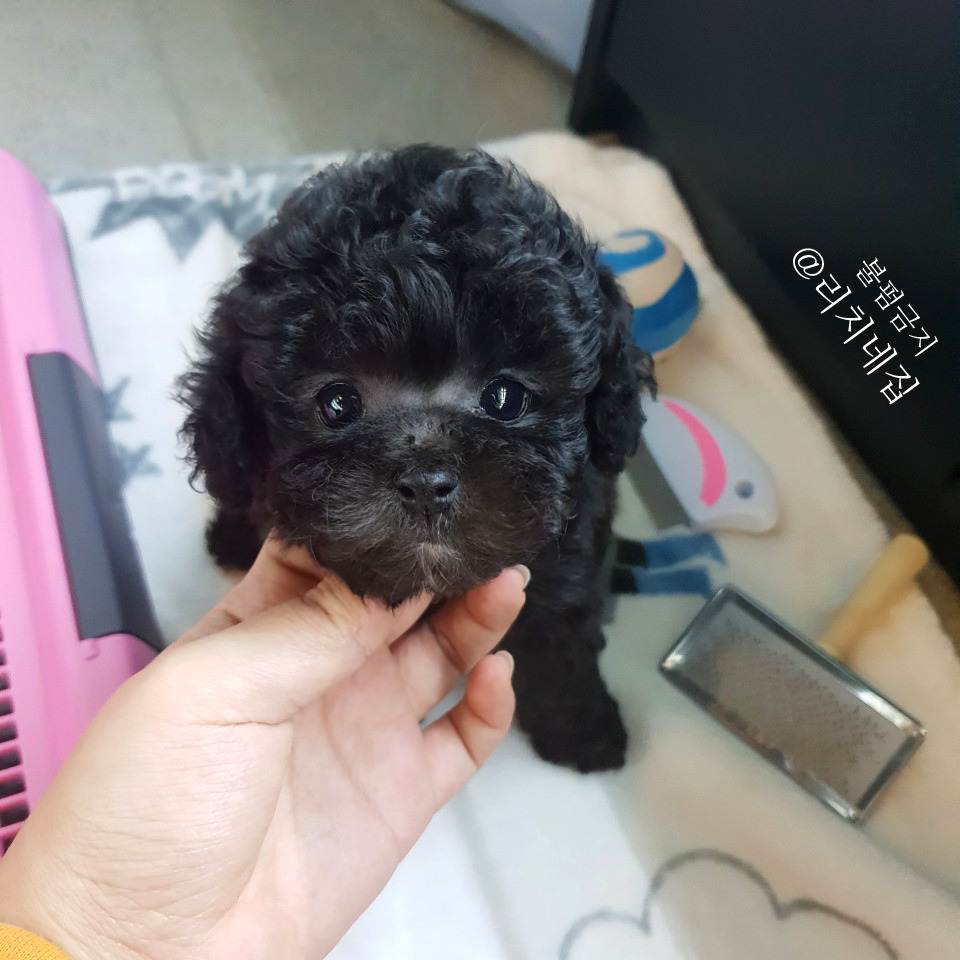실버리치 이미지