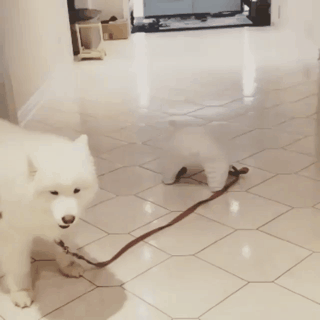 억지로 끌려가는 개.gif | 인스티즈