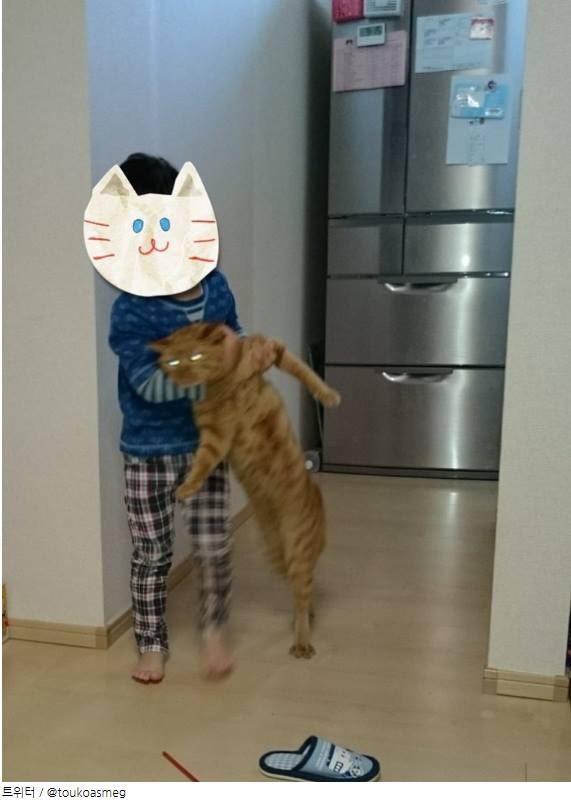 고양이 사진 컨테스트 출품작 | 인스티즈