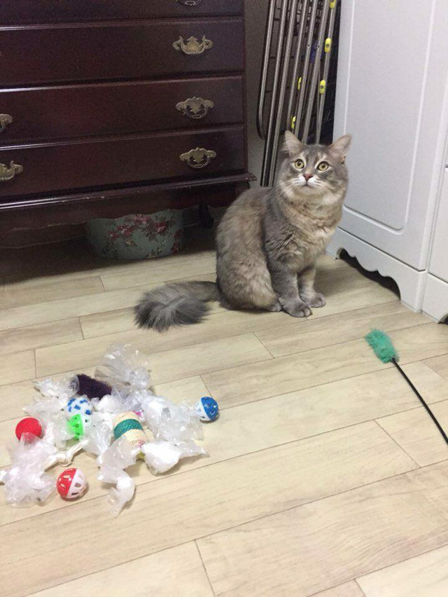 옷장 밑 보물창고 털리고 허탈한 표정의 고양이 | 인스티즈