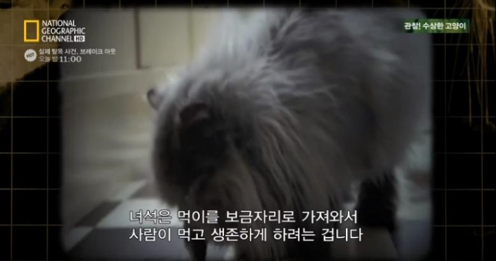 고양이가 사람과 살게 된 이유.jpg | 인스티즈
